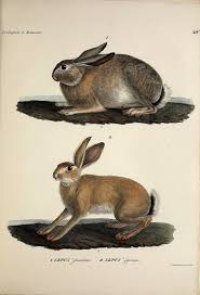 Scientific Illustration Wapiti3 Icones And Descriptions Of The North Animal Illustration Scientific Illustration Vintage Illustration Art