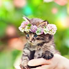 I Love Cats Cute Animals Kittens Cutest Cats