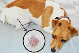 Ringworm in cats is a highly contagious fungal condition and needs to be treated early in order to prevent spreading. How To Treat Ringworm In Cats And Dogs Animal Wellness Magazine