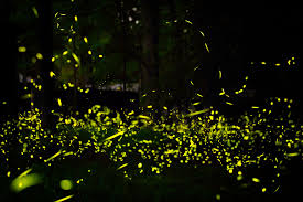 نتیجه جستجوی لغت [fireflies] در گوگل