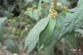 Image result for Triumfetta pilosa