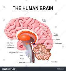 Detailed Anatomy Of The Human Brain Illustration Showing The Medulla Pons Cerebellum Hypothalamus Thalamus Human Brain Brain Anatomy Human Brain Anatomy