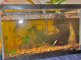 Welcome back to part 3 of our getting started with aquarium plants series.in today's article, we dive deeper into the topic of planted tank substrates. How I Made A Naturally Planted Betta Tank With The Walstad Method Pethelpful