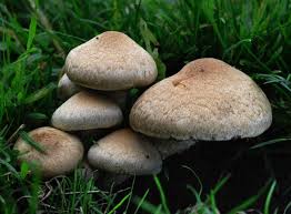 Image result for Macrotyloma stenophyllum