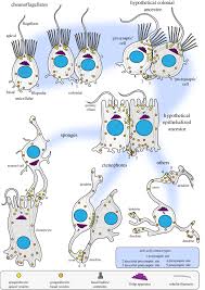 We did not find results for: An Evolutionary Scenario For The Structural Evolution Of Animal Download Scientific Diagram