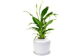 We recommend booking szanto memorial house tours ahead of time to secure your spot. Indoor Cremation Urns Popular Houseplant Memorials The Living Urn