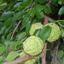 Image result for Maclura