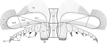 نتیجه جستجوی لغت [appendages] در گوگل