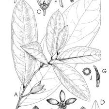 Image result for Annickia ambigua