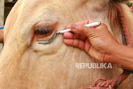 Pd betis kdangkala berdenyut… dgn laju …lps 2 berhenti… Mengapa Pantang Memutus Sumsum Tulang Belakang Hewan Qurban Republika Online