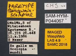 Image result for Scolopia mundii