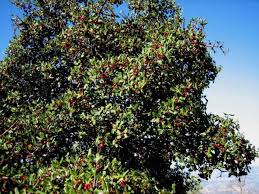 Image result for Rinorea ilicifolia