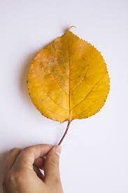 Gambar wallpaper warna kuning gudang wallpaper via gudangwallpapermu.blogspot.com. Daun Musim Gugur Warna Foto Gratis Di Pixabay