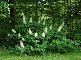 Image result for Crinum rautanenianum