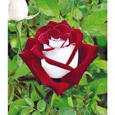 Osiria Rose Stunning Beautiful Roses Beautiful Rose Flowers Hybrid Tea Roses