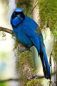 Birds That Look Like Blue Jays But Are Black Pin On Animals I Love