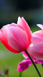 Maybe you would like to learn more about one of these? Wallpaper Android Spring Flowers 2021 Android Wallpapers