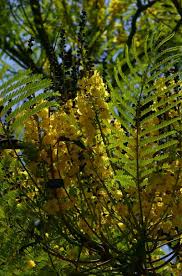 Image result for Schizolobium parahyba