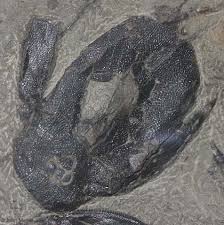 Image result for Bothriocline