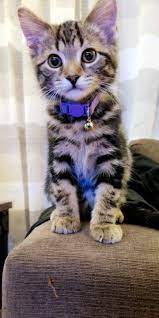 My New Pal Kobe Kitten Breeds Kittens Cutest Cute Cats