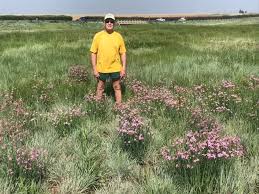 Image result for Chironia