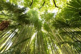 Tumbuhan ini digunakan dalam usaha pertanian komersial untuk memproduksi minyak sawit. Penanaman Buluh Jangan Eksploitasi Baki Hutan Di Malaysia Malay English Aliran