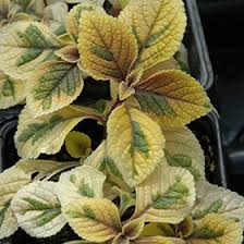 Davis showhouse as part of the orchids exhibition at franklin park conservatory and botanical gardens. Troy S Gold Swedish Ivy Plectranthus Troy S Gold In Winnipeg Headingley Oak Bluff Manitoba Mb At Shelmerdine Garden Center