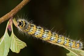 Black And Yellow Striped Caterpillar Michigan A Truly Helpful Caterpillar Identification Chart Animal Sake