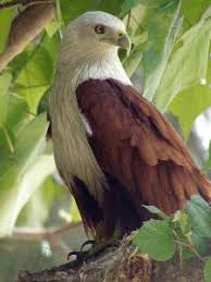 We did not find results for: Elang Bondol Atau Brahminy Kite Haliastur Indus Ceps Ibo Blog