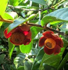 Image result for Uvaria