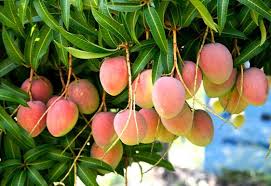 TOP 10 bài Tả cây xoài 2024 SIÊU HAY