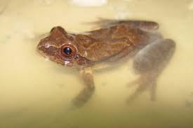 The remains of a plant or animal from a past geological age. Amphibian Migration Season Update North Branch Nature Center