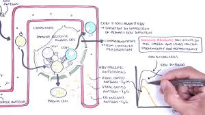 Overview of we also included data on our patients with infectious mononucleosis who were treated between. Epstein Barr Virus And Infectious Mononucleosis Pathophysiology Investigations And Treatment Youtube