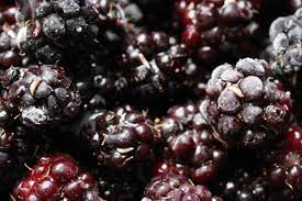 You probably don't want to be eating these! There Are Worms In The Blackberries You Just Picked Kuow News And Information