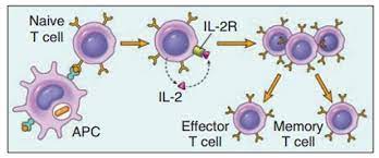 Cytokines Producing T Cell Cell Journal Cell