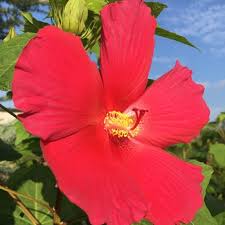 Image result for Hibiscus mutatus