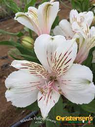 Get In On The Action Wholesale Flowers Flowers Australia Flowers Delivered