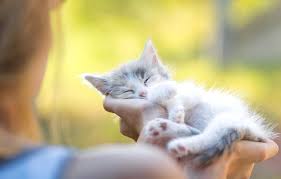 Hat bei all meinen katzen immer. Wie Katzen Zuneigung Zeigen Agila