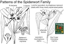 Image result for Commelinaceae