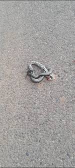 Whats snake is it? [Poland, Białystok] : r/whatsthissnake