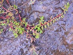 Image result for Laurembergia