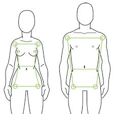 Human Anatomy Fundamentals Advanced Body Proportions