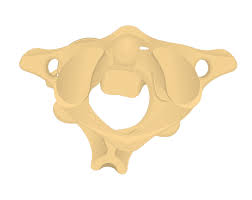 The first two vertebrae (c1 and c2, or the atlas and axis) are a bit special. Atlas Bone Anatomy