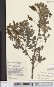 Image result for Agelanthus zizyphifolius