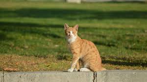 القطط في تركيا حكاية اهتمام بسبع أرواح