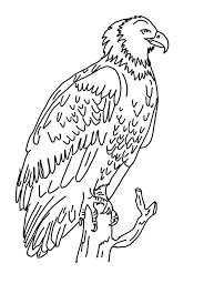 This coloring page for kids features a bald eagle just moments after it caught a fish. Harpy Eagle Harpy Eagle Coloring Pages For Kids Eagle Coloring Pages Coloring Pages For Kids Owl Coloring Pages