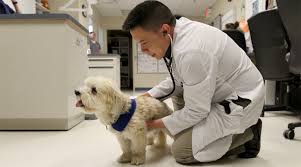 The important piece to remember is that a heart murmur is not a concerning condition on its own. What Does It Mean If My Pet Has A Heart Murmur Medvet