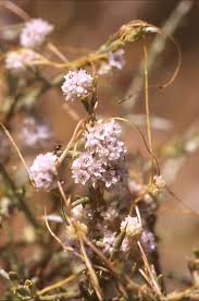 Image result for Cuscuta approximata
