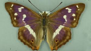 Image result for Apatura iris