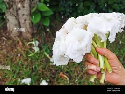 Image result for Dolichandrone alba